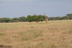 IMG 7940-Kenya, giraffe seen in Kimana Reserve